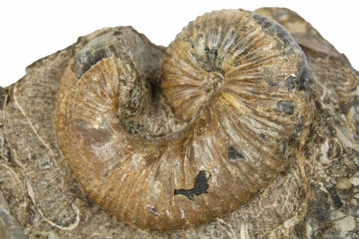 Cretaceous Fossil Heteromorph (Scaphites) Ammonite - Utah #266724